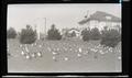 Ducks at Lake Merritt