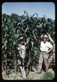 Dr. Carl Larson, Superintendent of Umatilla Branch Station and Harry Cline with corn, circa 1957
