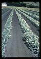 Stem vs scale bulblet lily plots at Harbor, Oregon, 1965