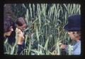 Workers in wheat crossing plots, Oregon State University, Corvallis, Oregon, 1976