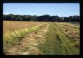 Bluegrass seed field on Kropf farm, Harrisburg, Oregon, July 1971