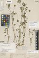 Trifolium hallii Howell