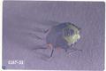 Acrosternum hilare (Green stink bug)