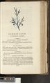 A New Family Herbal or Familiar Account of the Medical Properties of British and Foreign plants also their uses in Dying and the Various Arts arranged according to the Linnaean System [p887]