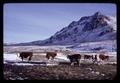 Cattle grazing in Lake County, Oregon, March 1970