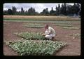 Harry Mack with fan-shaped bean spacing trial, Oregon State University, Corvallis, Oregon, circa 1972