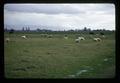 Sheep grazing on grass seed field, Linn County, Oregon, December 1973