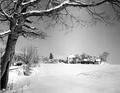 Snow covered tree and house on the Stayton highway, Silverton, Oregon, 1950