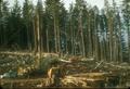 Logging area