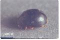 Scymnus lacustris (Lady beetle)