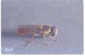 Sphaerophoria sulphuripes (Slender flower fly)