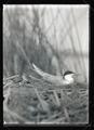 Forster's tern at nest