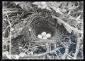 Shefeldt's junco nest