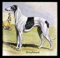 Portrait of a Greyhound dog, circa 1965