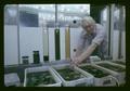 Lab technician Snow with algae tanks, Oregon State University, Corvallis, Oregon, circa 1975
