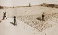 Planting on the dunes