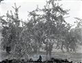 Man standing under an apple tree