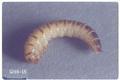 Alphitobius diaperinus (Lesser mealworm)