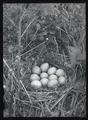 China pheasant nest