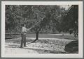 Prune harvesting, 1939