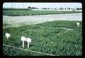 Test plots at Jackson Farm, Corvallis, Oregon, 1966