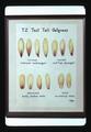 Illustration of tetrazolium test on tall oatgrass seed, 1974