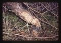 Fallen Douglas fir chewed by beavers in Starker Forest, Corvallis, Oregon, May 1978