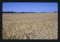 Wheat field near Granger, Oregon, 1975