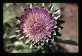 Closeup of artichoke flower, Oregon State University, Corvallis, Oregon, July 1971