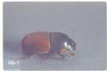 Aphodius fimetarius (Dung beetle)