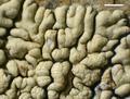 Lecanora novomexicana