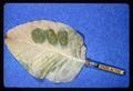 Leaf with "OSU" written on it in radioactive kinetin, 1966