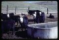 Cattle by water tank near Lexington, Oregon, circa 1968