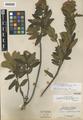Ledum glandulosum Nutt. ssp. columbianum (Piper) C.L. Hitchc. var. australe C.L. Hitchc.