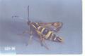 Synanthedon bibionipennis (Strawberry crown moth)