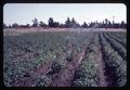 Potatoes under sprinkler irrigation, Central Oregon Branch Experiment Station, 1967