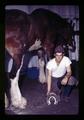 Farrier showing comparative horseshoe sizes, Oregon State University, Corvallis, Oregon, circa 1971