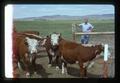 Superintendent Bob Raleigh with beef cattle, Burns, Oregon, July 1975