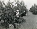 Girl picking apples in an Oregon orchard