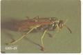 Polistes fuscatus (Golden paper wasp)