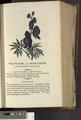 A New Family Herbal or Familiar Account of the Medical Properties of British and Foreign plants also their uses in Dying and the Various Arts arranged according to the Linnaean System [p585]