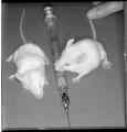 Close-up of laboratory mice standing next to a needle and syringe