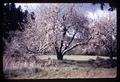 Gravenstein apple tree, Oregon, 1959