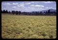 Dill field growing near Junction City, Oregon, July 1969
