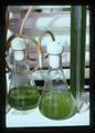 Green algae in two flasks, Oregon State University, Corvallis, Oregon, 1975