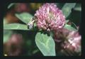 Bee pollinating red clover, Oregon, 1973