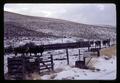 Cattle and snow in feedlot at Hall Ranch, Morrow County, Oregon, circa 1971