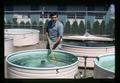 Researcher tending tanks east of Hematoma Lab, Oregon State University, Corvallis, Oregon, circa 1970