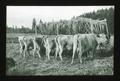 Picture of Yamhill Jersey cows sent to Montana county agent who was in market for Jerseys