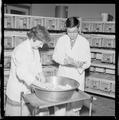 Laboratory technicians working with laboratory mice in a vivarium